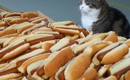 Hot dog cat