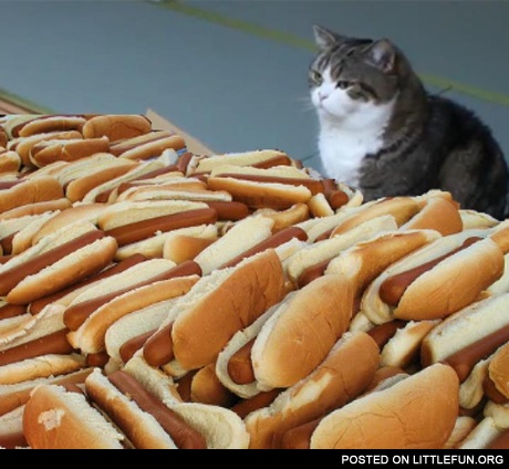 Hot dog cat