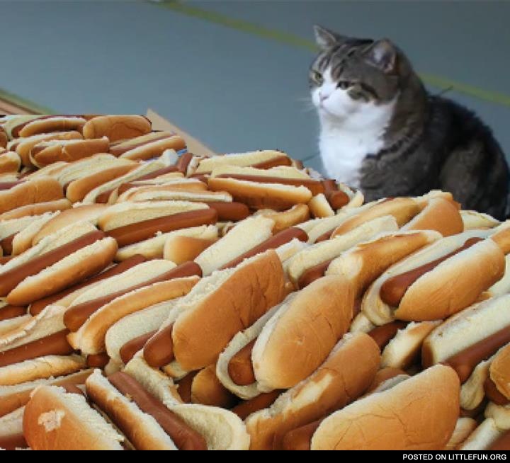 Hot dog cat