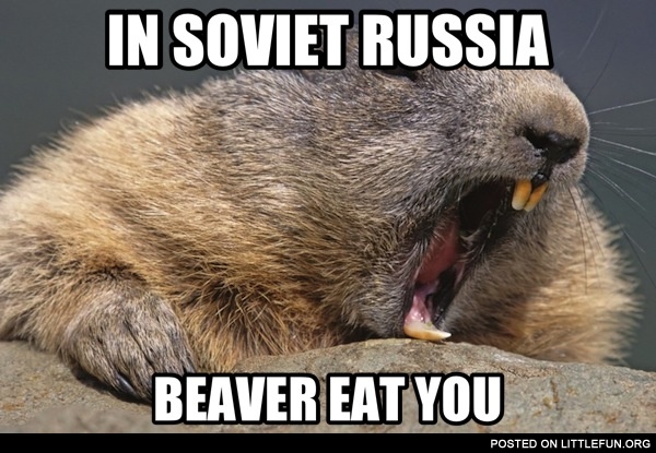 In Soviet Russia beaver eat you