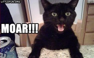 Moar! A black cat.