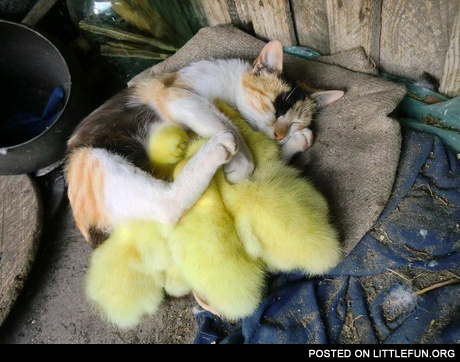 Baby ducks and cat