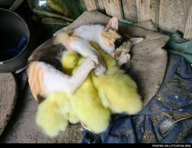 Baby ducks and cat