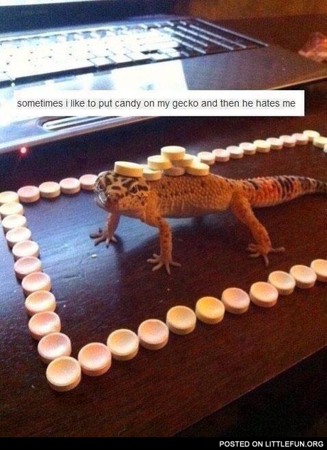 My gecko