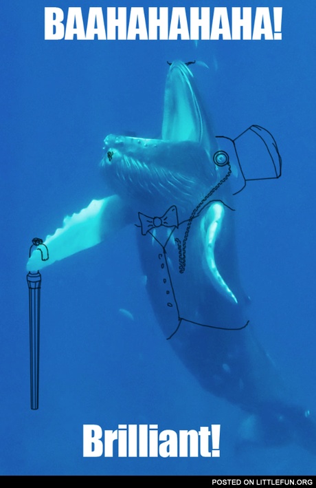 Laughing whale