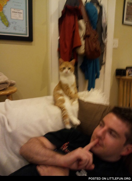 Sitting cat