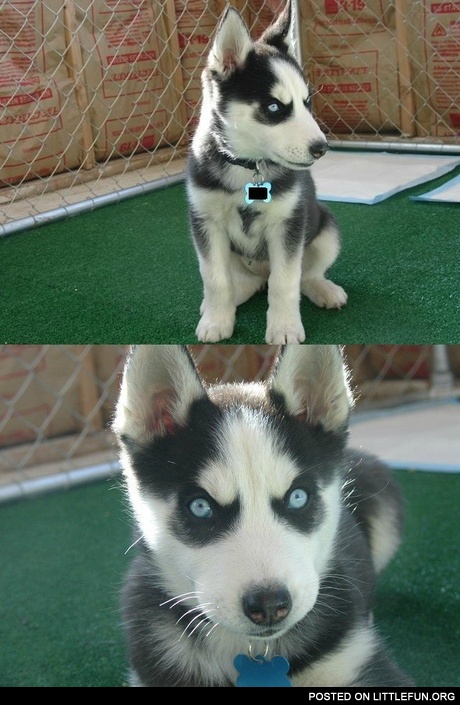 Evil little husky