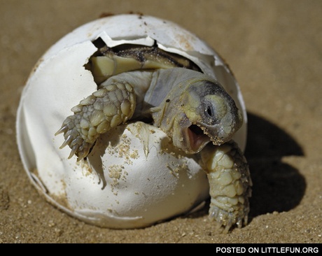 Little turtle