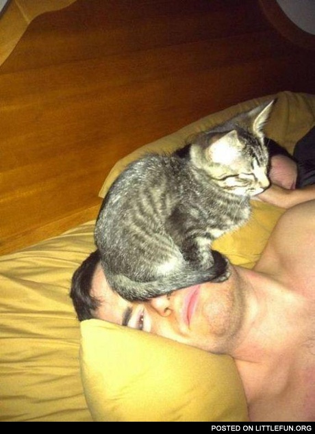 Kitten on the face