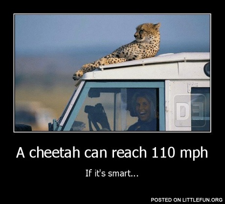 A cheetah can reach 110 mph