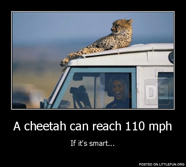 A cheetah can reach 110 mph