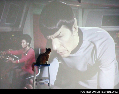 Star Trek cat