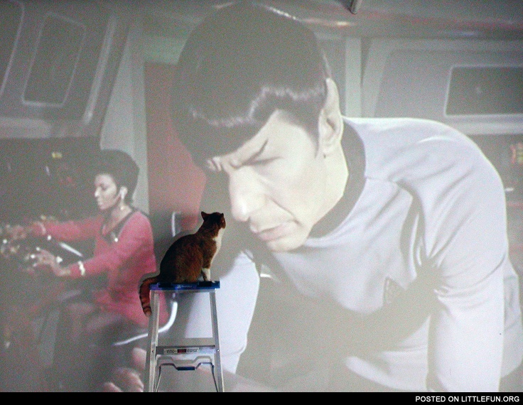 Star Trek cat