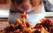Hamster eating spaghetti