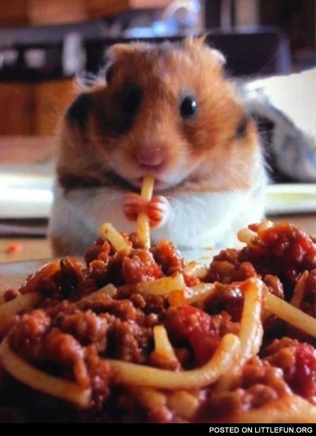 Hamster eating spaghetti