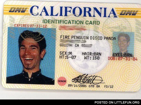 Fire Penguin Disco Panda
