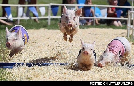 Pig Race