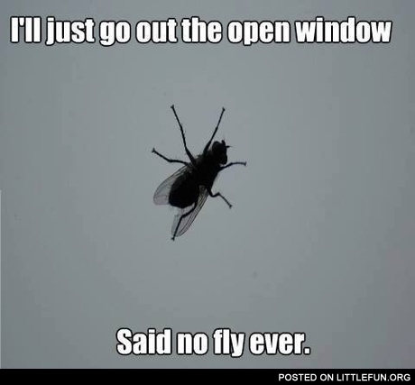 Scumbag fly