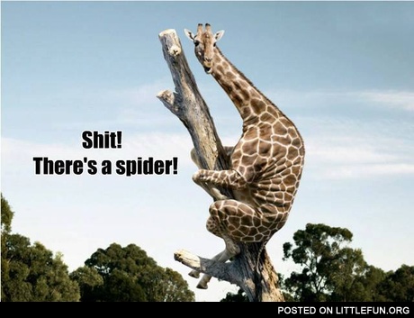 There's a spider