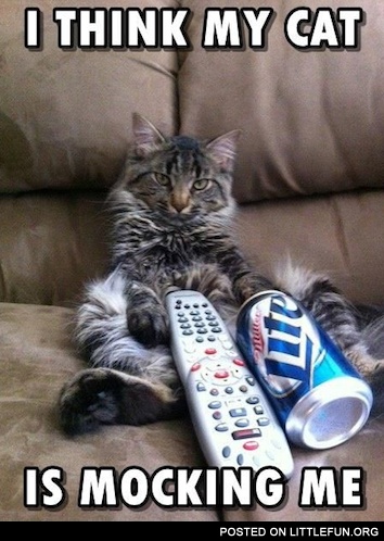 I think my cat is mocking me
