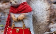 Squirrel in outfit