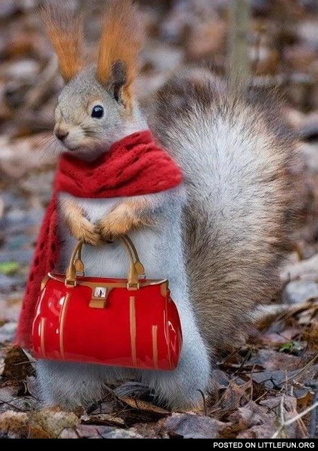 Squirrel in outfit