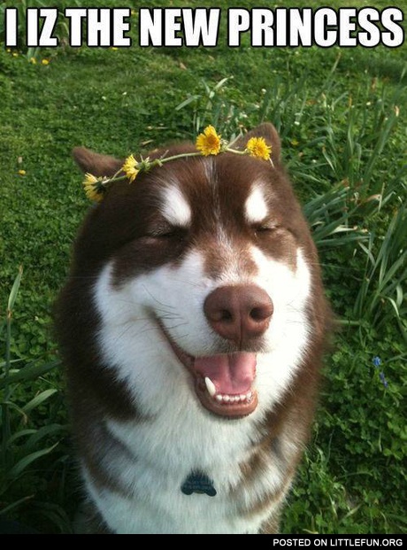 The new princess