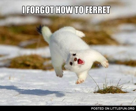 I forgot how to ferret