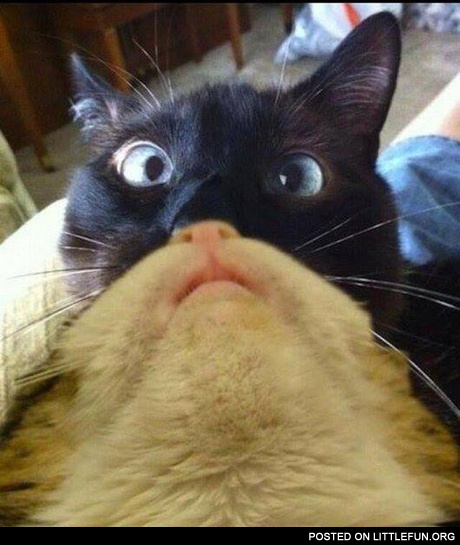 Crazy cats