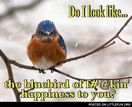 Do I look like the bluebird of happiness