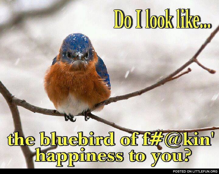 Do I look like the bluebird of happiness