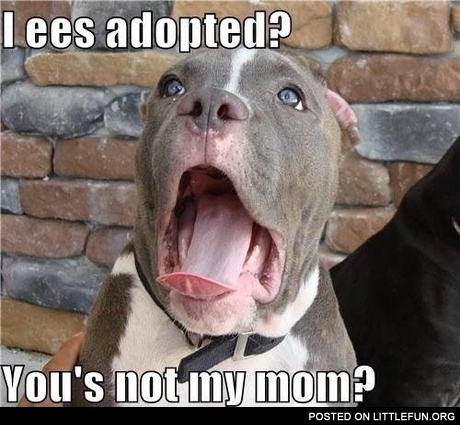Shocked dog