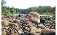 Biddy, the traveling hedgehog