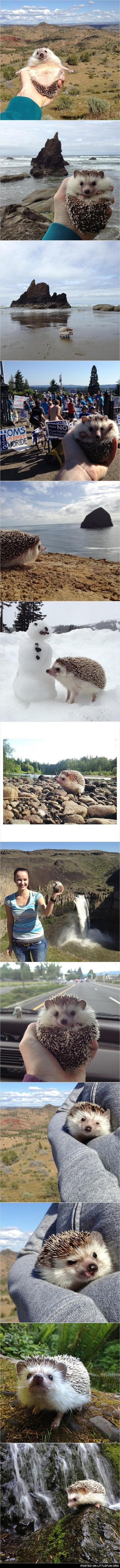 Biddy, the traveling hedgehog