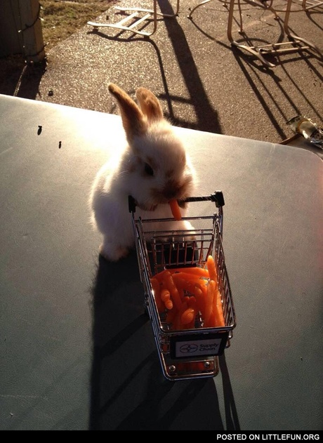 I bought some carrots