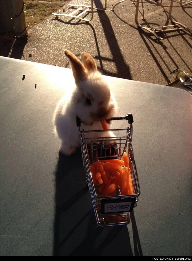 I bought some carrots