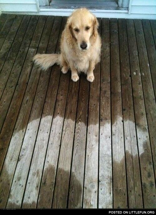 Dog fell asleep in the rain