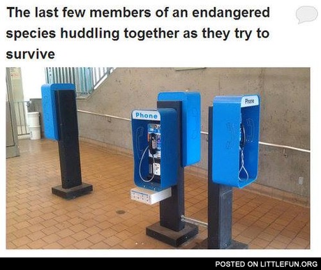 The last few members of an endangered species huddling together