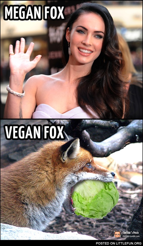 Vegan Fox