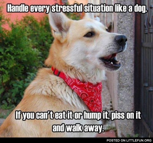 Handle every stressful situation like a dog