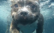 Dog under water