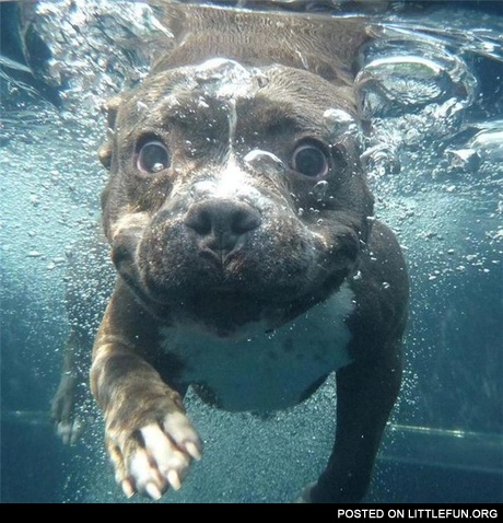 Dog under water