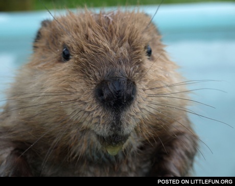 Happy otter