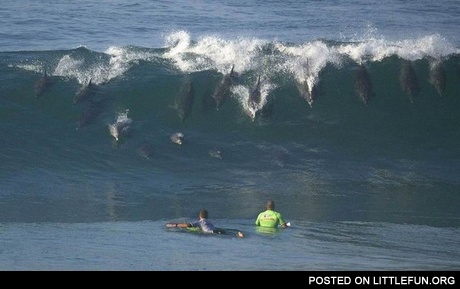 Surfing dolphins