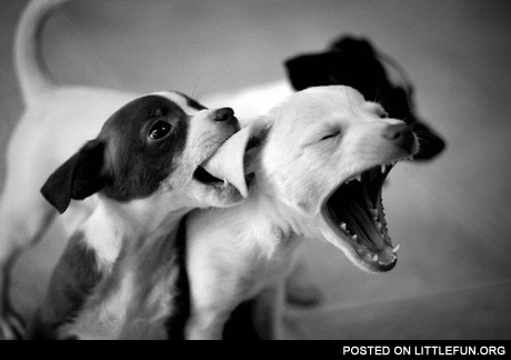 Bite