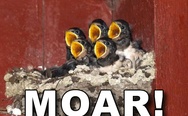 Moar! Chicks.
