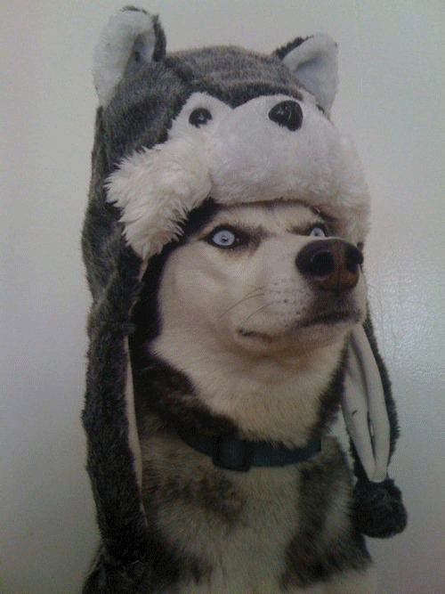 WTF dog