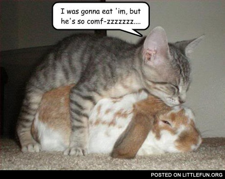 Bunny and cat
