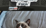 Owning a cat may increase the chance of suicide