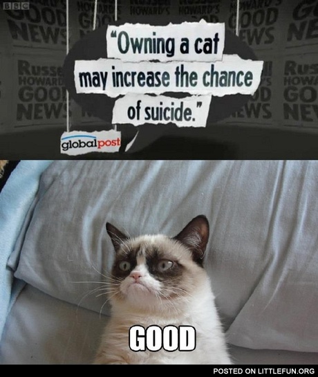 Owning a cat may increase the chance of suicide